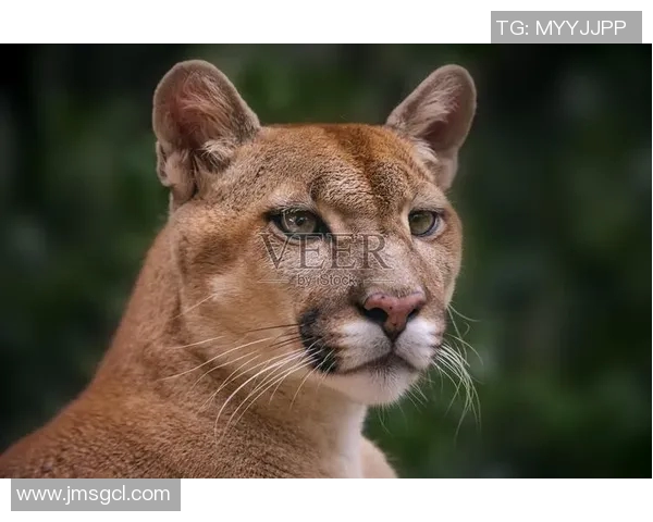 美洲狮与墨美洲的生态对比与保护现状探讨